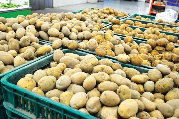 بعد استقرارها لأسابيع.. أسعار البطاطس تتجه نحو الارتفاع على غرار مجموعة من الخضر والفواكه