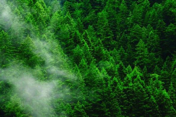 باحثون يُثبتون قدرة الأشجار على امتصاص غاز الميثان