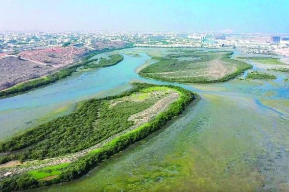 محمية خور المزاحمي.. واجهة الموائل الطبيعية والتنوع البيولوجي في رأس الخيمة