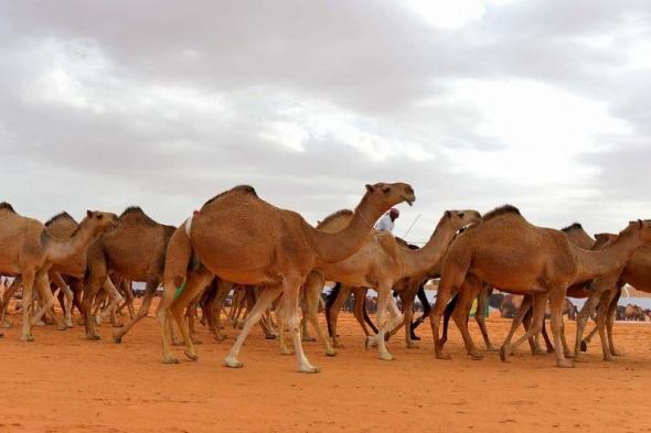 أردني يذبح أكثر من 20 جملا إعلانا عن إطلاق حملته الانتخابية