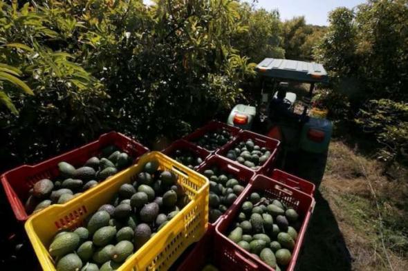 محصول الأفوكادو يتحدى أزمة الجفاف ويحقق أرقاماً قياسية في المغرب