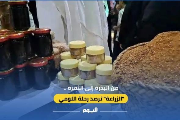 فيديو| من البذرة إلى الثمرة.. "الزراعة" ترصد رحلة اللومي