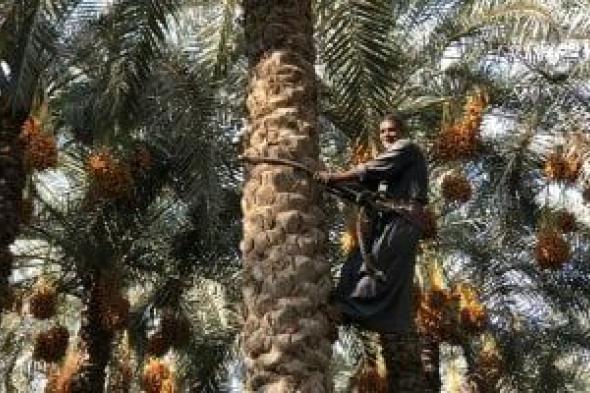 عيد بقرى البدرشين.. موسم حصاد التمور