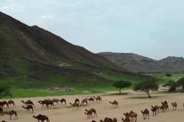 شاهد.. النباتات البرية تشكّل لوحات طبيعية ومناظر جمالية تبهر المتنزهين بجبال مكة