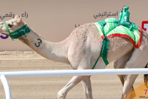 مهرجان ولي العهد للهجن.."صمت".. التوقيت الأفضل في يوم الجذاع