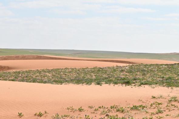 عاجل.. محمية الإمام تركي تؤكد الحظر التام لأنشطة الصيد الجائر