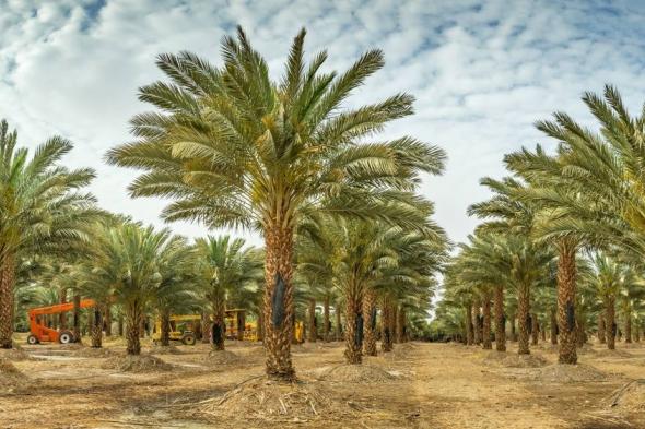 استخدام مياه الاستزراع السمكي في ريّ النخيل زاد من وزن التمور بـ 26% في المملكة