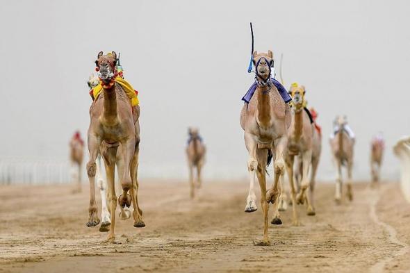 السعوديون في الصدارة في المرحلة النهائية لمهرجان ولي العهد للهجن