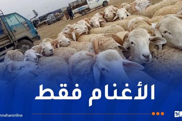 والي سطيف يأمر بفتح أسواق الماشية