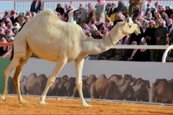 انطلاق فعاليات مهرجان "جادة الإبل " في الطائف لفئة مفاريد بكار - دق "حمر وشقح "