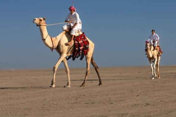 أملج.. ميدان الحوراء للهجن يحتفل باليوم الوطني