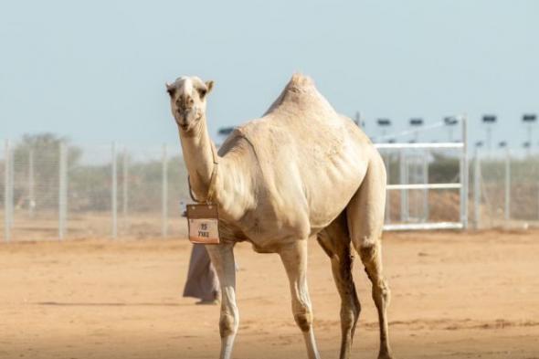 مهرجان جادة الإبل الطائف يرصد حالات عبث خلال المنافسات