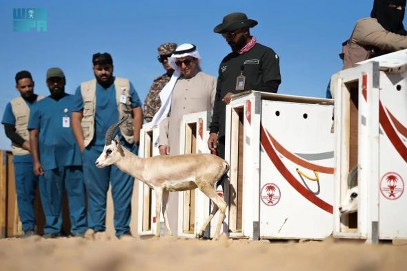 «الحياة الفطرية» تطلق 80 كائنًا مهددًا بالانقراض في محمية الأمير محمد بن سلمان