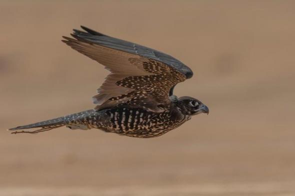 في اليوم الثالث.. تنافس مثير بين الصقارين خلال كأس نادي الصقور بحفر الباطن