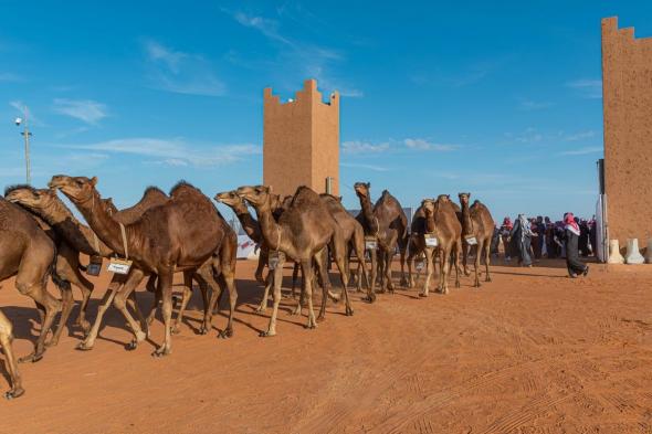 شاهد.. أشواط "دق بكار" تفتتح فعاليات النسخة التاسعة لمهرجان المؤسس للإبل