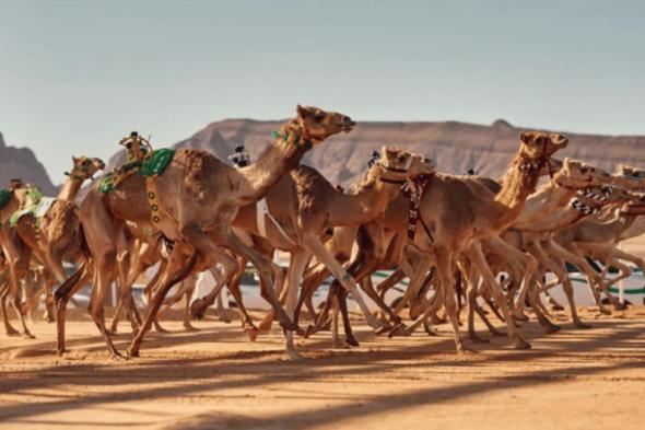 كأس وزارة الرياضة للهجن ينطلق اليوم على أرضية ميدان السيح