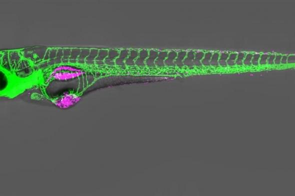 أسماك بخلايا سرطانية تتنبأ بعلاجات الأورام