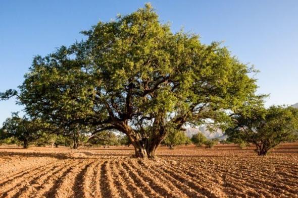 شجرة الأركان كنز طبيعي في المغرب