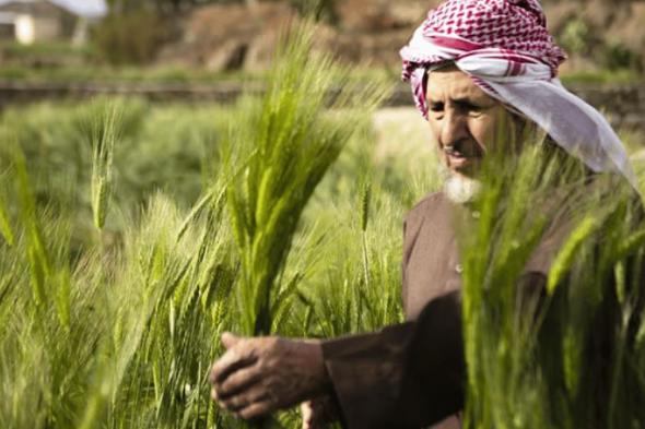 «الإرشاد الزراعي» توضح طريقة التخلص من الديدان القارضة بحقول القمح