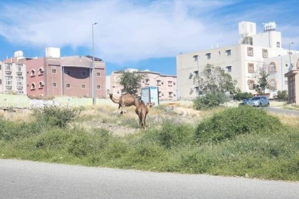 الجمال تغزو «العنود» و«أم السباع» بالطائف