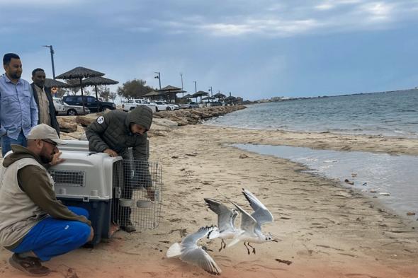 «تنمية الحياة الفطرية» يطلق 12 طائرًا بحريًا بشواطئ الجبيل الصناعية