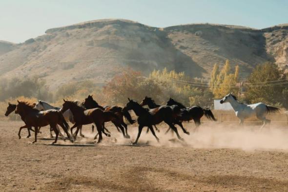 مروحيات تقضى على آلاف الأحصنة البرية في أستراليا.. ما القصة؟