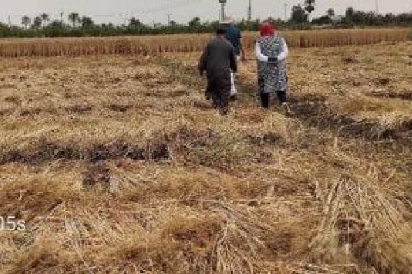 وكيل وزارة الزراعة بالمنيا: المساحة المنزرعة قمح بلغت 213 ألف فدان