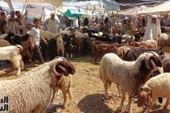 ‎تعرف على أهم الشروط الواجب توافرها فى الأضحية