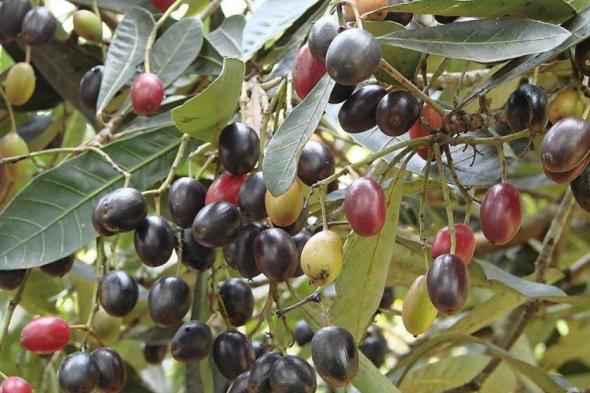 شجرة الزام.. جمال الطبيعة وثمارها الغنية