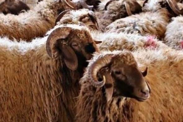 عيد الأضحى 2025.. شروط الأضحية وحكمها وطريقة التعامل معها
