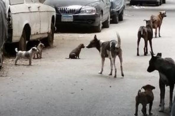 قانون حيازة الحيوانات.. سجل إلكترونى لكل كلب ورقم مسلسل على رقبته