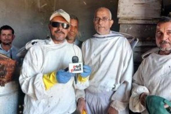 طريقة استخراج عسل النحل من قطفة زهرة البرسيم.. فيديو وصور