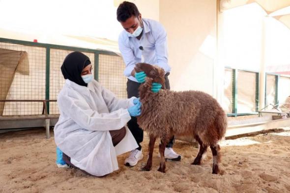 28 طبيباً ومساعداً بيطرياً لفحص الأضاحي بالشارقة