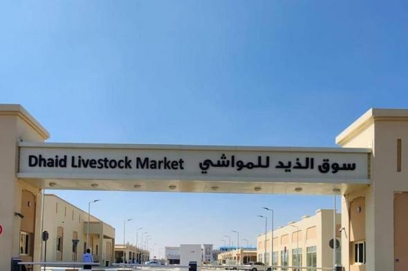 خطة تشغيلية متكاملة بسوق المواشي في الذيد