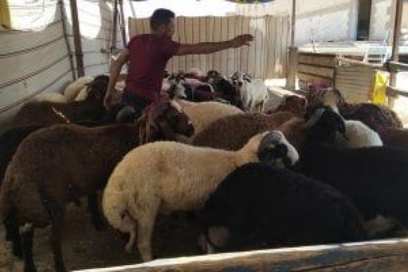 خدمات مجانية توفرها مجازر محافظة القاهرة طوال أيام العيد.. تفاصيل