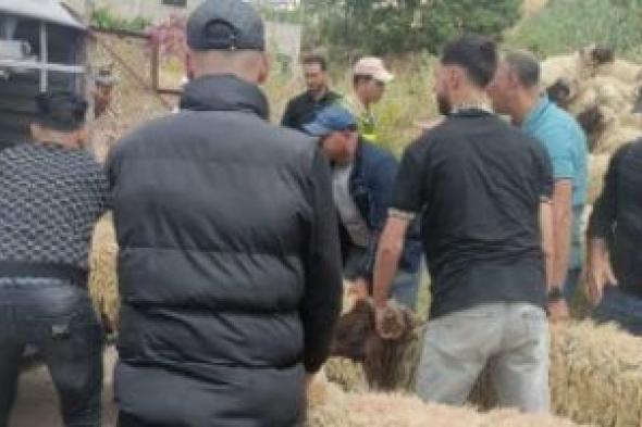 هدم مزرعة مواشى ومصادرة 10 خراف.. المغرب يلاحق ذبح الأضاحى "اعرف السبب"