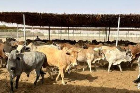 نصائح الطب البيطرى بالدقهلية لنقل الأضاحى فى العيد