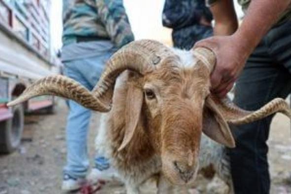 تبرعات الأضاحى.. حين يتحوّل الخير إلى جريمة