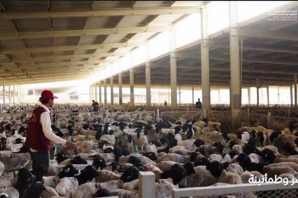 «أضاحي» تبدأ عملياتها التشغيلية في يوم النحر لخدمة حجاج بيت الله الحرام