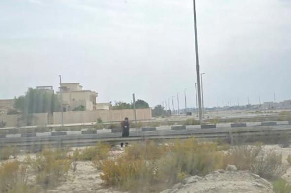 حافلات الشامخة