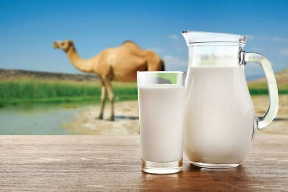 حليب الإبل.. فوائد غير متوقعة في مكافحة مرض يصيب الملايين
