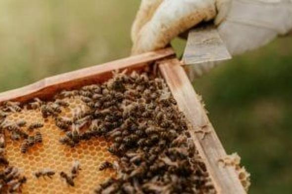 رئاسة مركز الداخلة تطرح طرود وخلايا نحل كرينولى بأسعار مخفضة.. تفاصيل