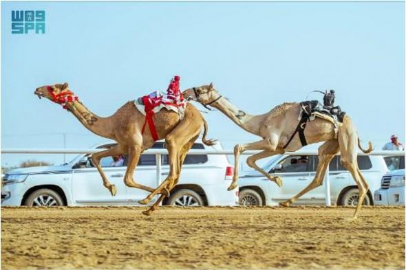 ميدان الطائف التاريخي يشهد انطلاق أول أشواط كؤوس مهرجان ولي العهد للهجن