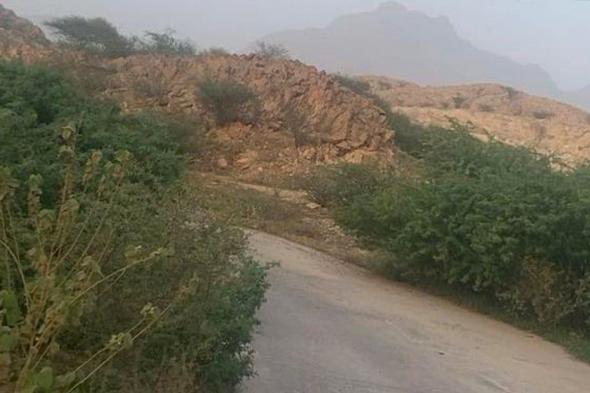 شكاوى في "حقال" من انتشار الشجر الأمريكي وحجبه للرؤية على الطرق