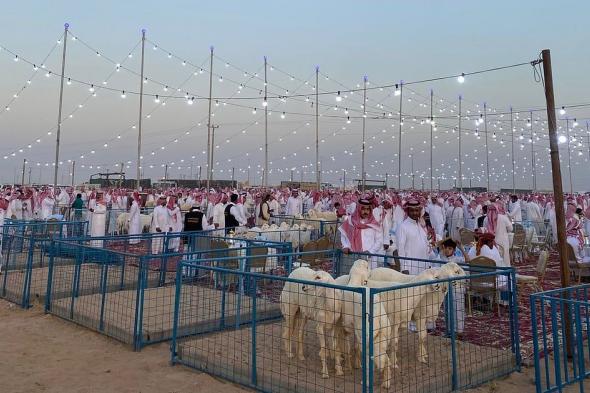 "البيئة" تطلق ملتقى نجد الثاني لنوادر الأغنام بالدوادمي دعماً للأمن الغذائي