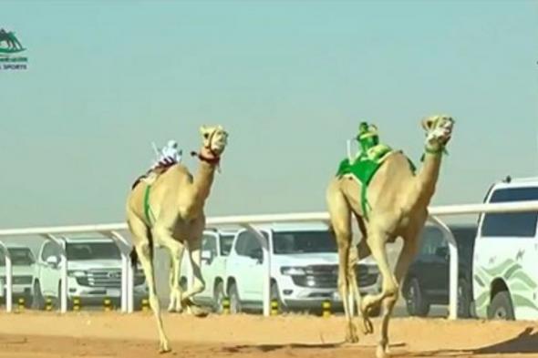 بجوائز مالية تتجاوز 10 ملايين ريال.. انطلاق كأس الأولمبية السعودية للهجن