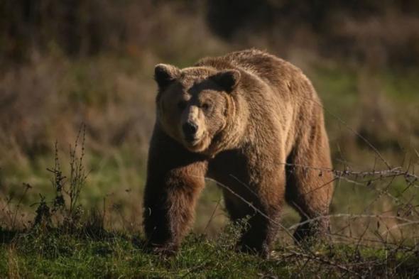 عندما يصبح الدب جاراً.. اليابان تبحث عن سلامٍ برذاذٍ ذكي!