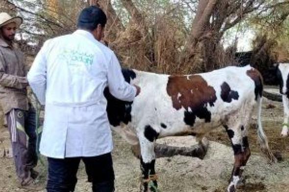 تحصين 35 ألف ماشية ضد الحمى القلاعية والوادي المتصدع في الوادي الجديد