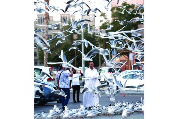 لحظات مع النوارس في «الفهيدي»