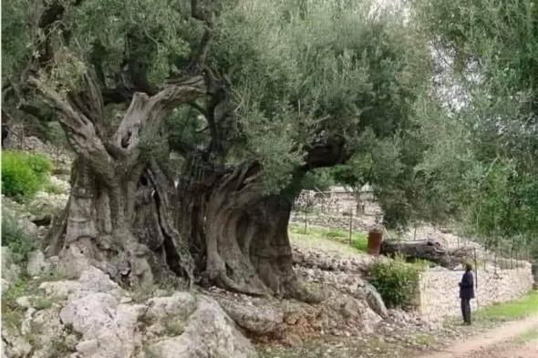 «أم الزيتون».. شجرة عمرها آلاف السنين تتحدى عنف المستوطنين في الضفة الغربية